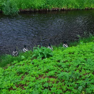 DA Węzeł Pieniny i Gorce 2024