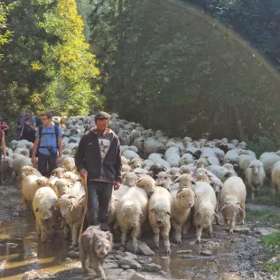 DA Węzeł Pieniny i Gorce 2024