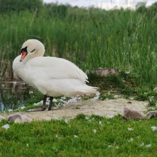 DA Węzeł Pieniny i Gorce 2024