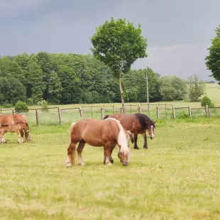 DA Węzeł Pieniny i Gorce 2024