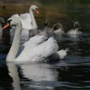 Spływ kajakowy - Łaźna Struga i Ełk - część 2