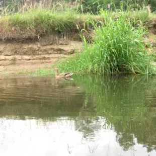 Spływ kajakowy rzeką Grabią