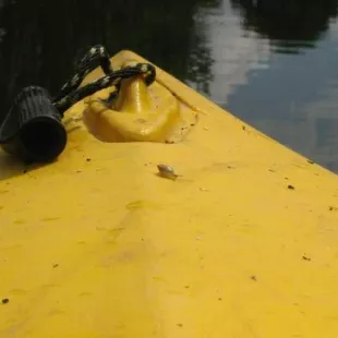 Spływ kajakowy rzeką Grabią