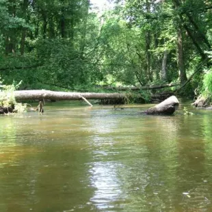 Spływ kajakowy rzeką Grabią